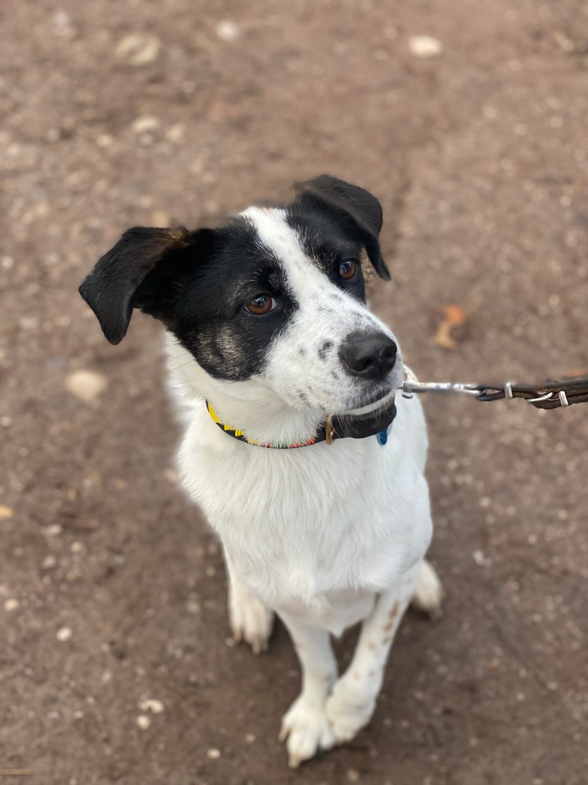 Spazieren gehen mit Ava & Dascha